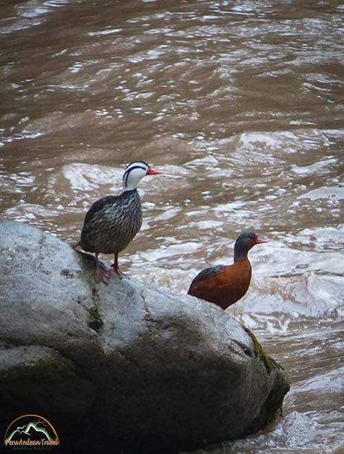 Fauna de Machu Picchu