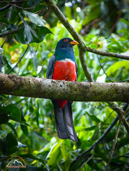 Fauna de Machu Picchu