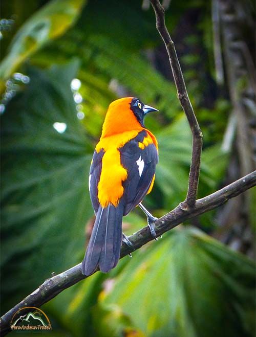 Fauna de Machu Picchu