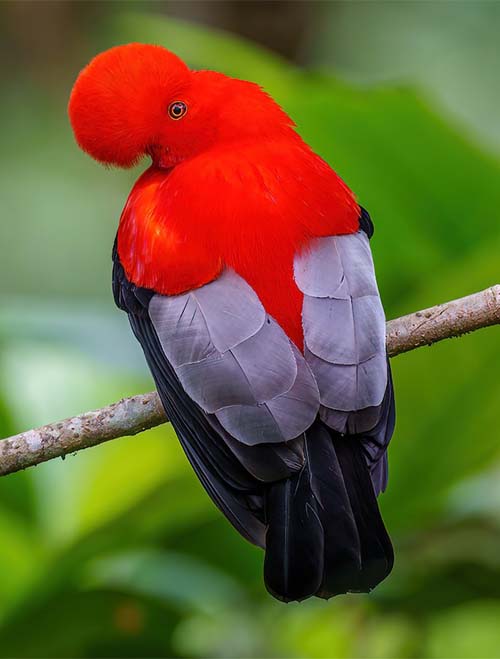 Fauna de Machu Picchu