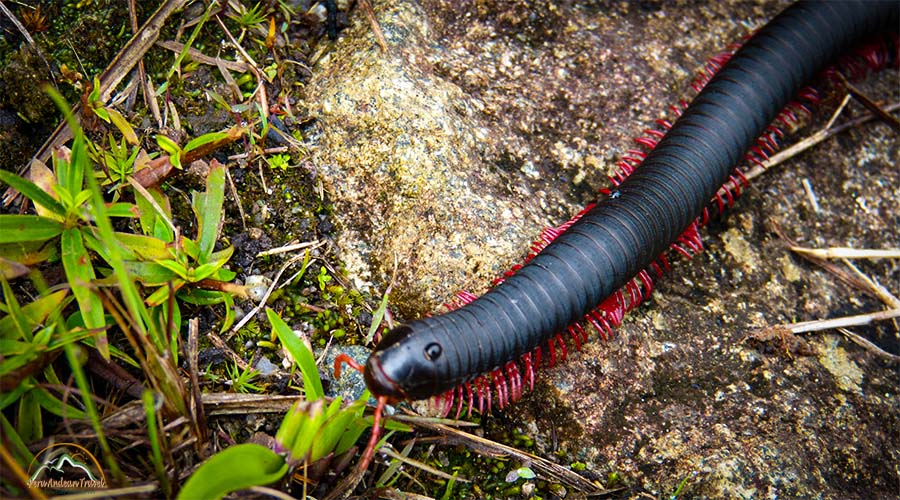 Fauna de Machu Picchu