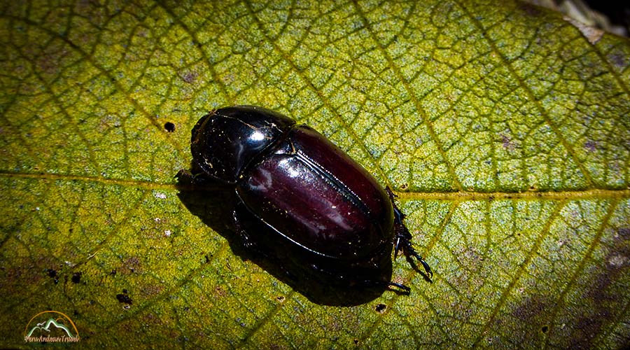 Fauna de Machu Picchu