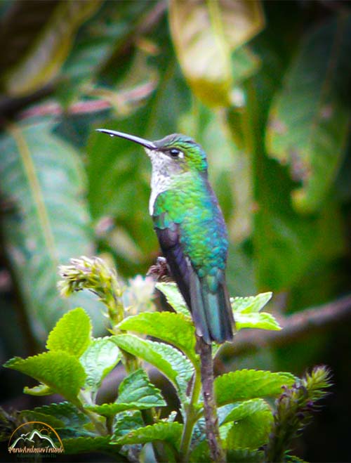 Fauna de Machu Picchu