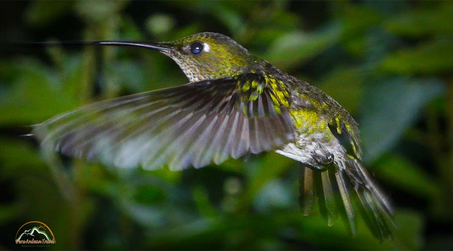 Fauna de Machu Picchu