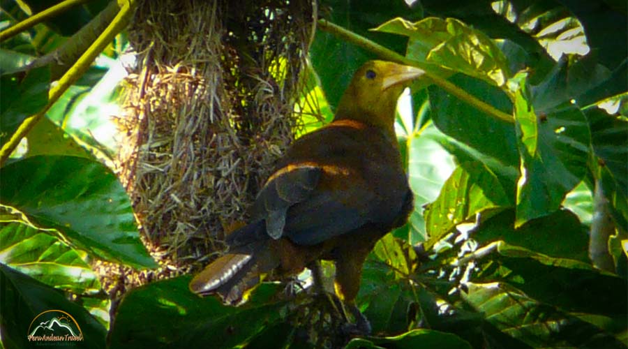 Fauna de Machu Picchu