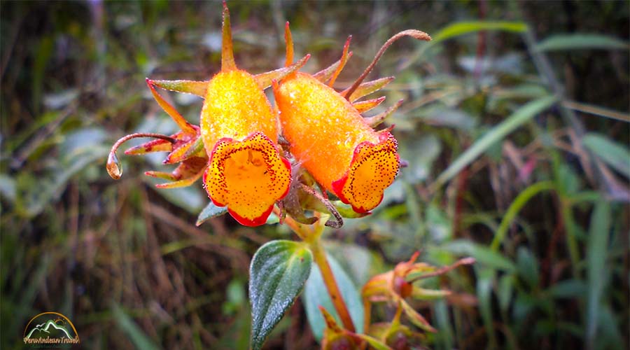 Orquideas Machu Picchu 1