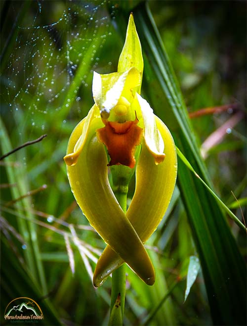 Orquideas Machu Picchu 4