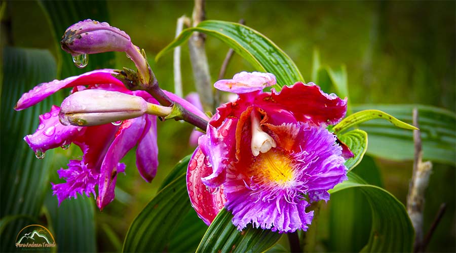 Orquideas Machu Picchu 3