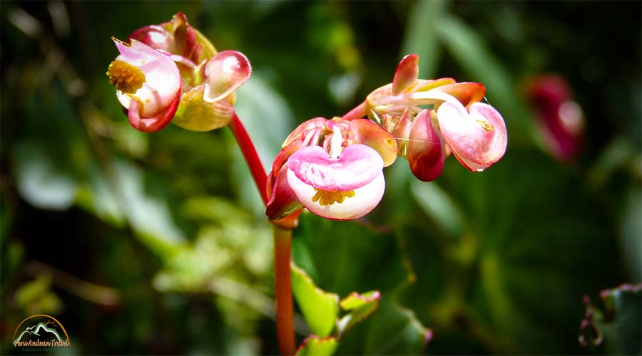 Orquideas Machu Picchu 4