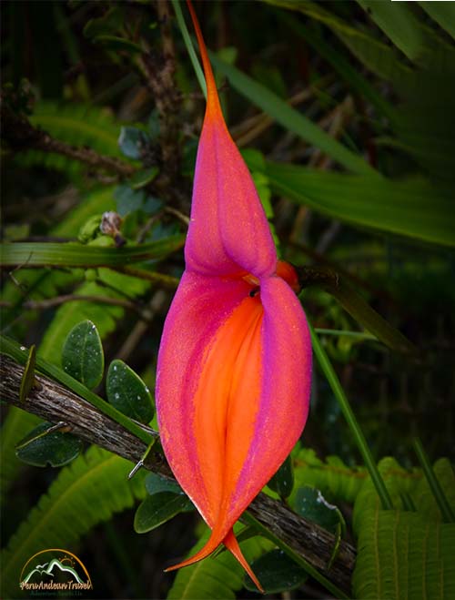 Orquideas Machu Picchu 3