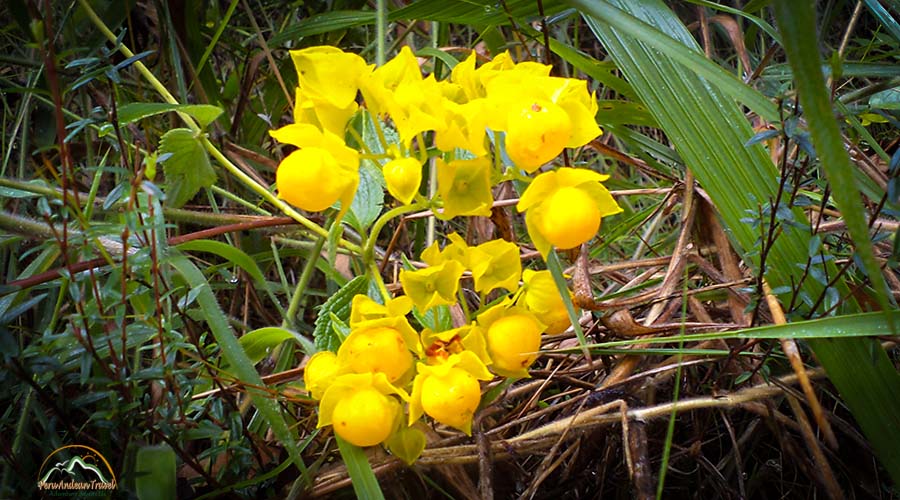 Orquideas Machu Picchu 2