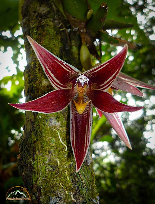 Orquideas Machu Picchu 3