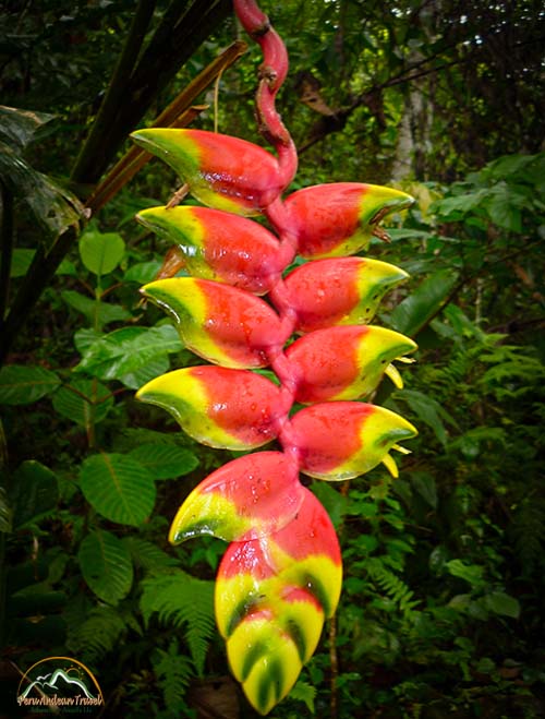 Orquideas Machu Picchu 4