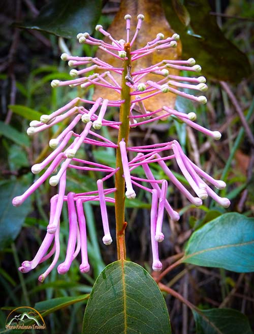 Orquideas Machu Picchu 4