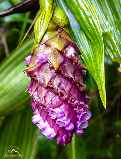 Orquideas Machu Picchu 3